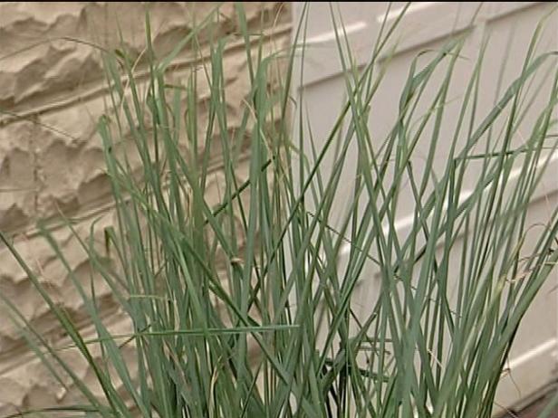 heavy metal switch grass has metallic blue foliage heavy metal switch grass has metallic blue foliage