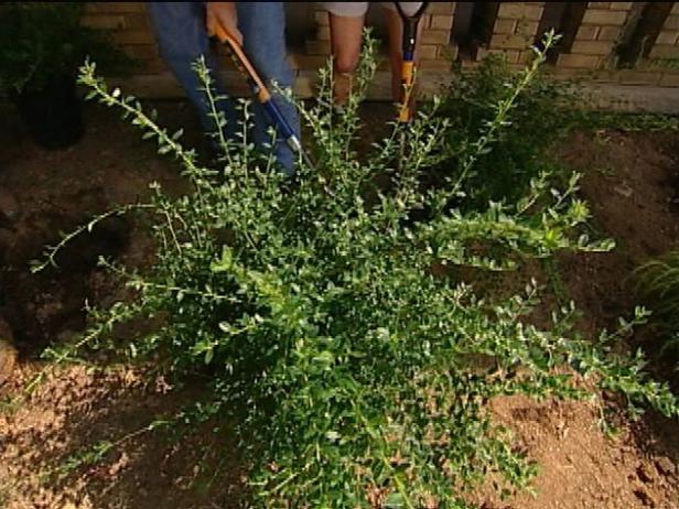 bearberry cotoneaster is spreading ground cover bearberry cotoneaster is spreading ground cover
