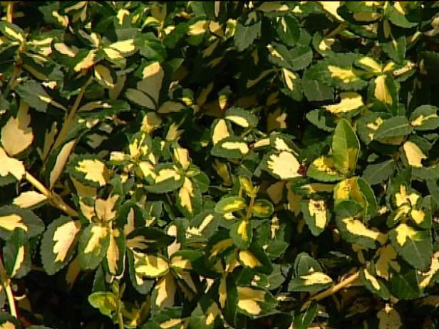 moonshadow is an evergreen vine or ground cover moonshadow is an evergreen vine or ground cover