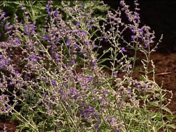 russian sage has silver foliage and showy flowers russian sage has silver foliage and showy flowers