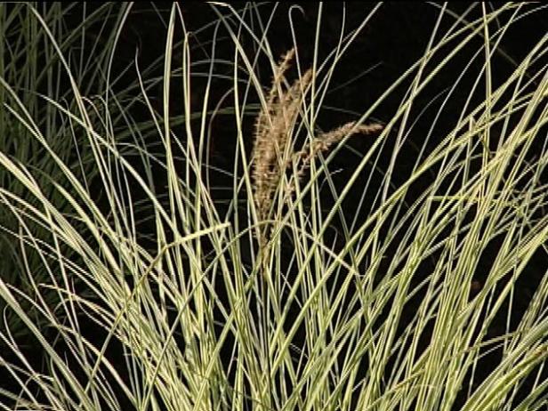 silver maiden grass is non native invasive grass silver maiden grass is non native invasive grass