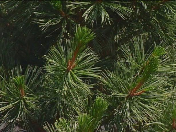 vanderwolf pine has blue green twisted needles vanderwolf pine has blue green twisted needles