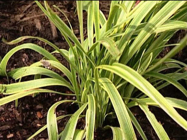 variegated lilyturf is an evergreen ground cover variegated lilyturf is an evergreen ground cover