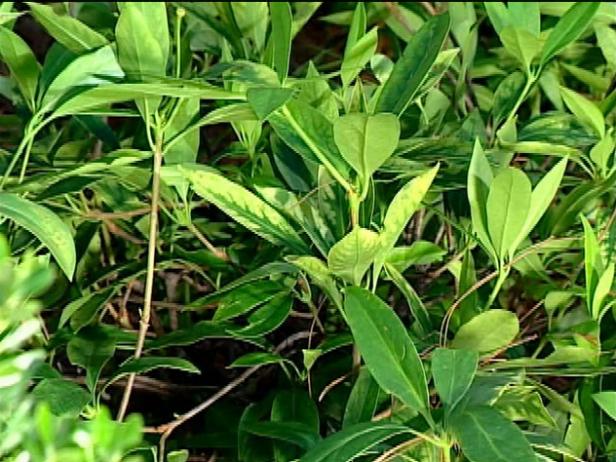florida anise tree has licorice scented foliage florida anise tree has licorice scented foliage