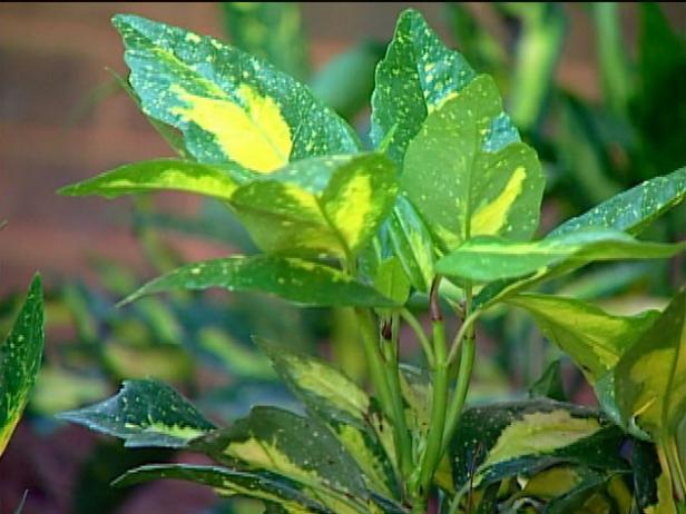aucuba is evergreen shrub with shiny green foliage aucuba is evergreen shrub with shiny green foliage