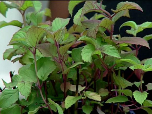 raspberry wine bee balm has fragrant foliage raspberry wine bee balm has fragrant foliage