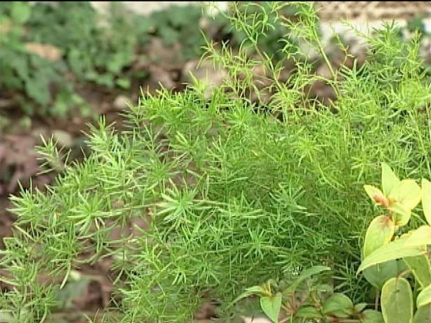 asparagus fern is fine for window box asparagus fern is fine for window box