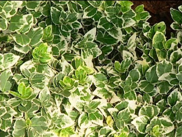 emerald gaiety euonymus has cascading habit emerald gaiety euonymus has cascading habit