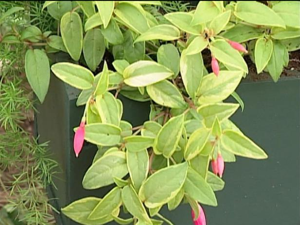 golden marinka is grown for its trailing habit golden marinka is grown for its trailing habit