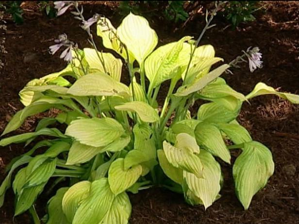 popular gold standard hosta is shade plant popular gold standard hosta is shade plant