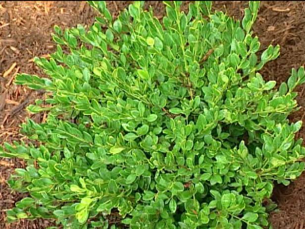 green velvet boxwood is compact evergreen shrub green velvet boxwood is compact evergreen shrub