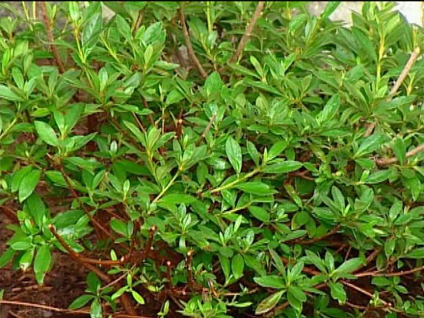 herbert azalea has double lavender flowers herbert azalea has double lavender flowers