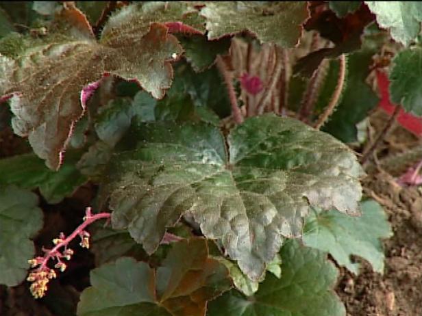 palace purple coral bells are known for foliage palace purple coral bells are known for foliage