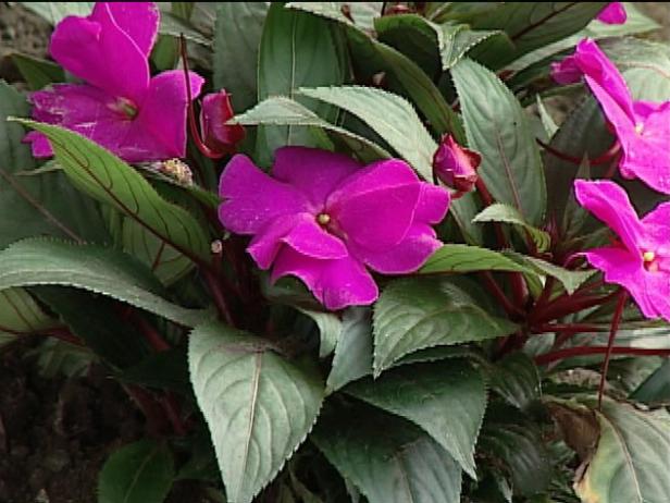 celebrette purple new guinea impatiens are annuals celebrette purple new guinea impatiens are annuals