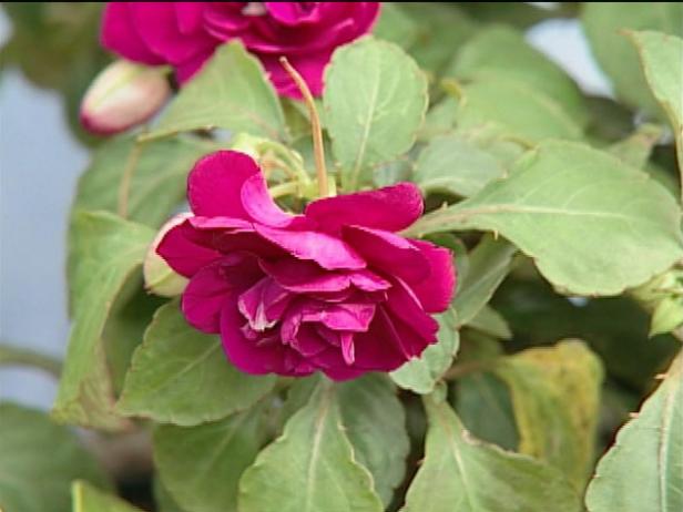 purple pinata double impatiens resemble tiny roses purple pinata double impatiens resemble tiny roses
