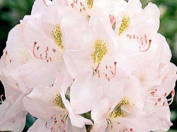 alba rhododendron has fragrant white flowers alba rhododendron has fragrant white flowers