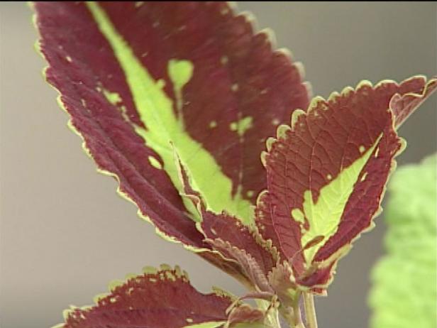 coleus grown for its golden foliage coleus grown for its golden foliage