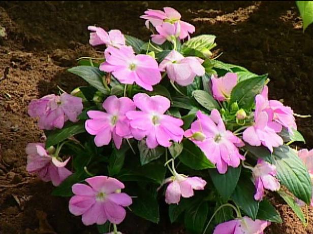 super sonic new guinea impatiens have large blooms super sonic new guinea impatiens have large blooms