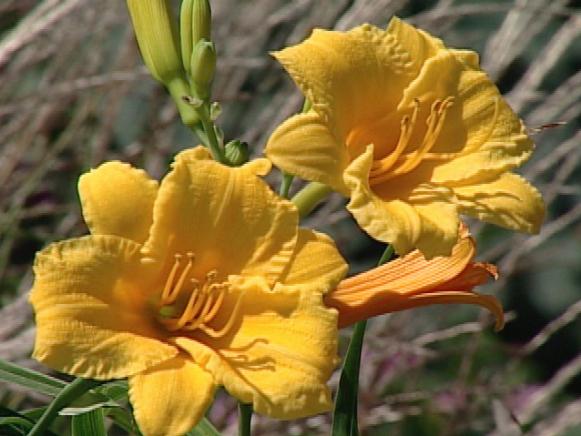 stella d oro daylily has bright yellow flowers stella d oro daylily has bright yellow flowers