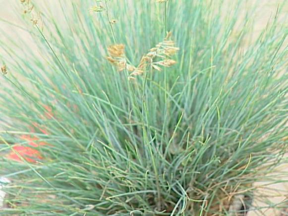 dwarf fescue is an evergreen clumping grass dwarf fescue is an evergreen clumping grass