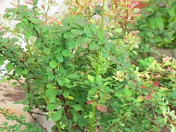 rose glow japanese barberry can be invasive rose glow japanese barberry can be invasive