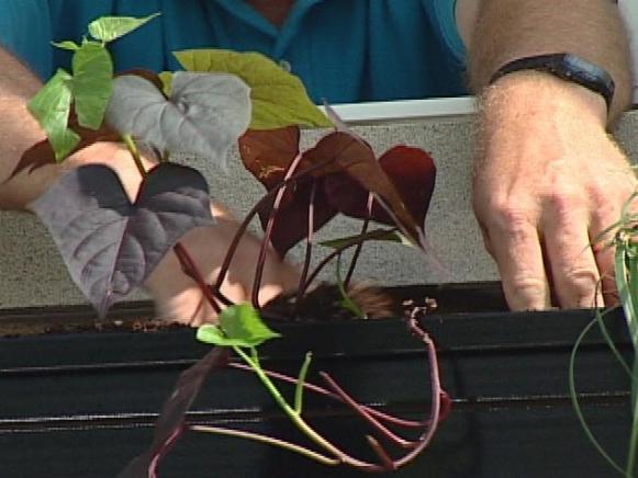 ornamental sweet potato is vigorous trailing vine ornamental sweet potato is vigorous trailing vine