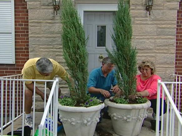 skyrocket juniper is a columnar, evergreen conifer skyrocket juniper is a columnar, evergreen conifer