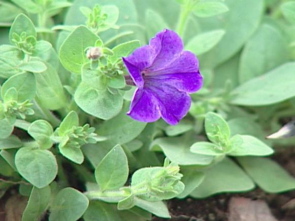 wave blue petunia is grown for blooming profusion wave blue petunia is grown for blooming profusion