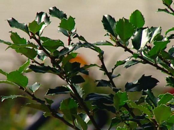 emerald magic holly has small blue green foliage emerald magic holly has small blue green foliage