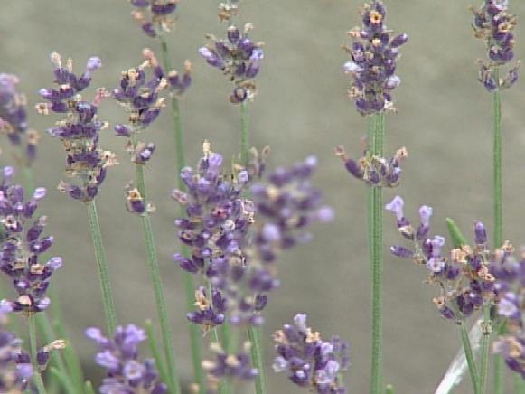 lavender hidcote has spikes of purple flowers lavender hidcote has spikes of purple flowers