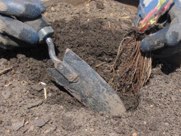 use a trowel to dig a small hole use a trowel to dig a small hole