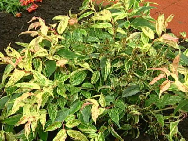 girard rainbow leucothoe has bell shaped flowers girard rainbow leucothoe has bell shaped flowers