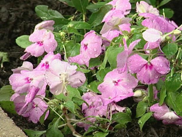impatiens super elfin has pink or blue flowers impatiens super elfin has pink or blue flowers