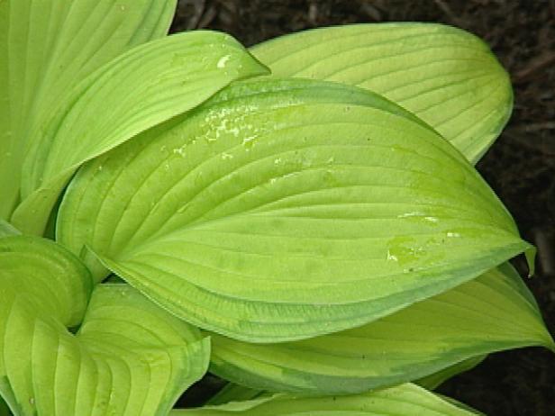 inniswood hosta has corrugated blue green foliage inniswood hosta has corrugated blue green foliage
