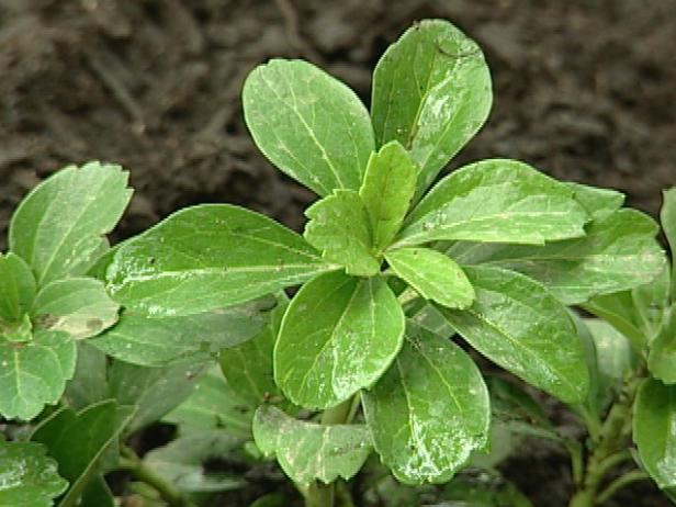 japanese pachysandra is spreading groundcover japanese pachysandra is spreading groundcover