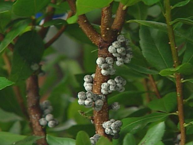 northern bayberry has small gray waxy fruit northern bayberry has small gray waxy fruit