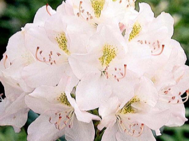 white catawba rhododendron noted for bold foliage white catawba rhododendron noted for bold foliage