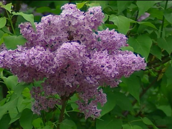 asessippi lilac has fragrant pale lavender blooms asessippi lilac has fragrant pale lavender blooms