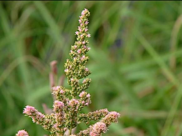 astilbe has dissected foliage and showy plumes astilbe has dissected foliage and showy plumes