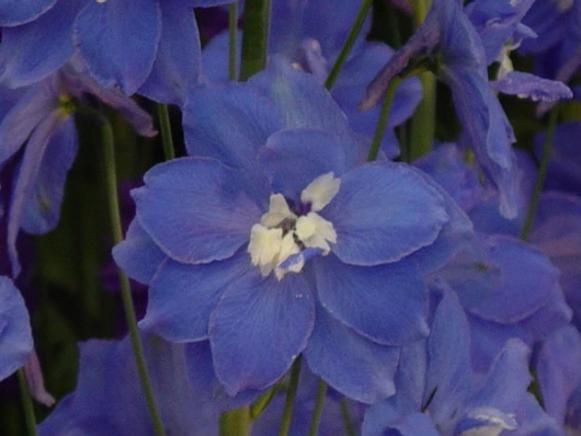 blue bees delphinium is noted for blue flowers blue bees delphinium is noted for blue flowers