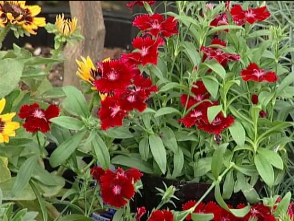 neon star dianthus is trailing evergreen perennial neon star dianthus is trailing evergreen perennial
