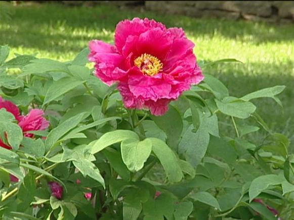 karl ronsefeld peony is herbaceous perennial karl ronsefeld peony is herbaceous perennial