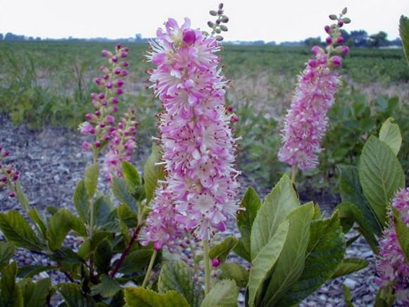 pink summersweet is deciduous, suckering shrub pink summersweet is deciduous, suckering shrub