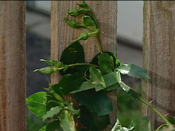 shadow dancer climbing rose has striped blooms shadow dancer climbing rose has striped blooms