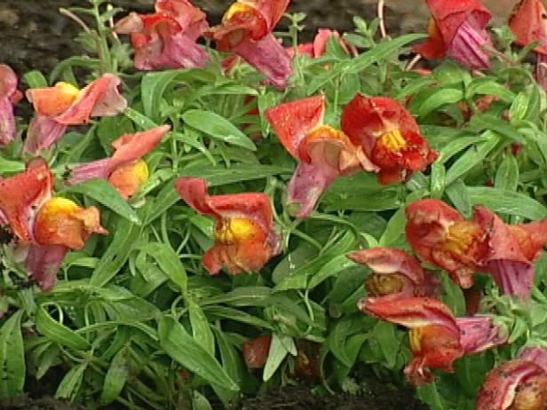 chimes bronze snapdragon has spikes of red flowers chimes bronze snapdragon has spikes of red flowers