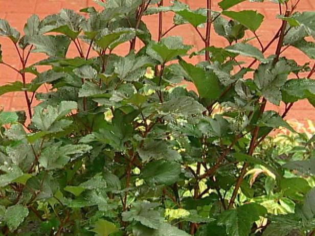diabolo ninebark blooms with white to pink corymbs diabolo ninebark blooms with white to pink corymbs