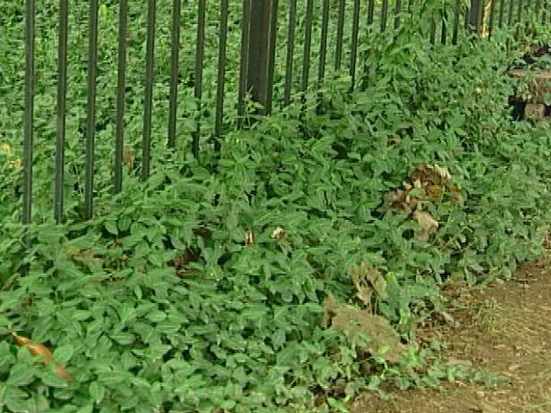 emerald gaiety wintercreeper can be invasive emerald gaiety wintercreeper can be invasive