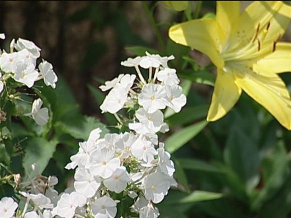 garden phlox is noted for its tall upright habit garden phlox is noted for its tall upright habit