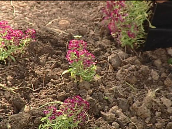 sweet alyssum rose is fragrant and low growing sweet alyssum rose is fragrant and low growing