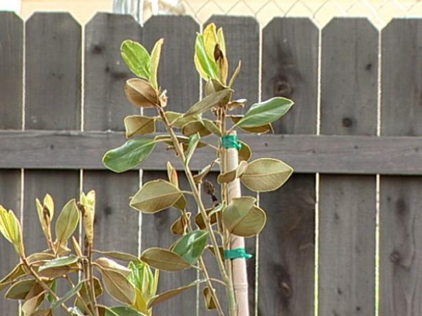 magnolia trees are truly symbol of South magnolia trees are truly symbol of South